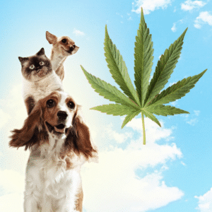 cannabis producten huisdieren - Olie Puur