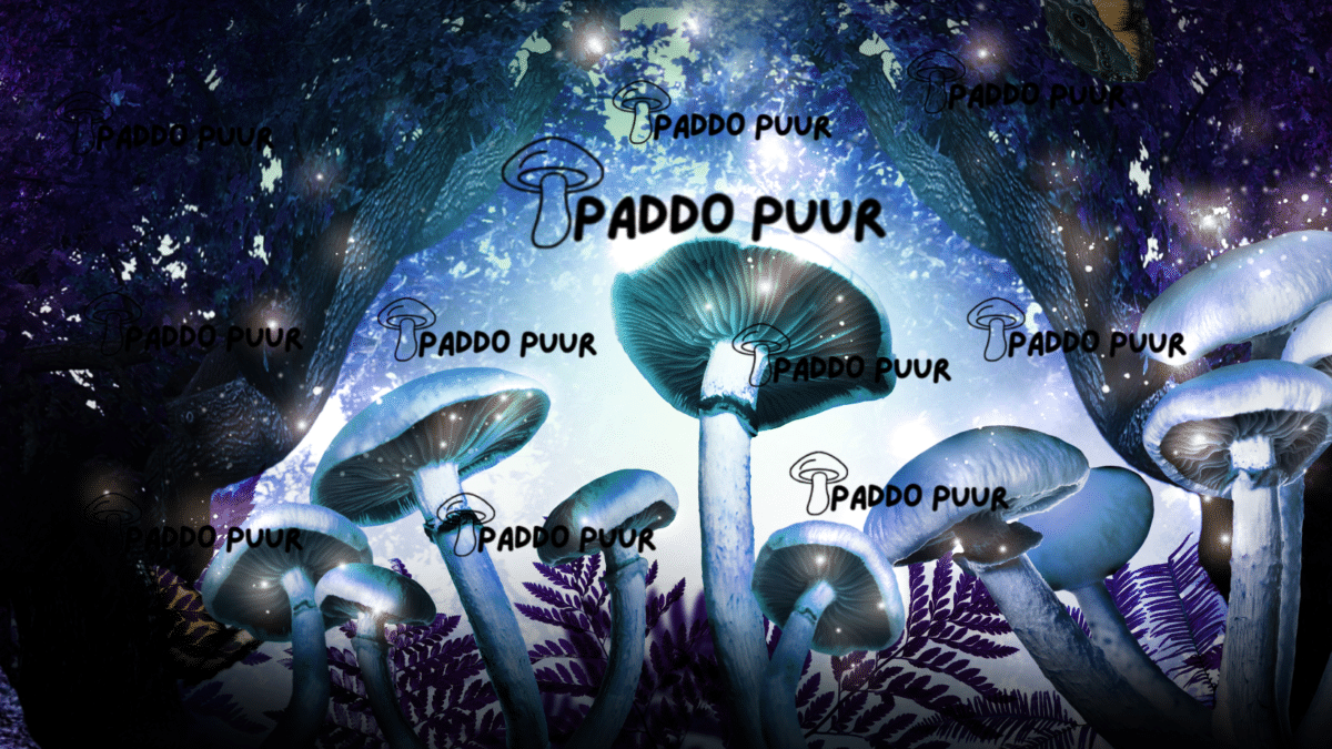 PaddoPuur
