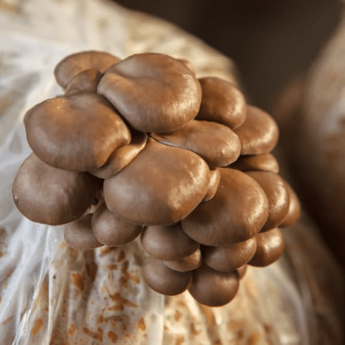 Meerdere soorten paddenstoelen