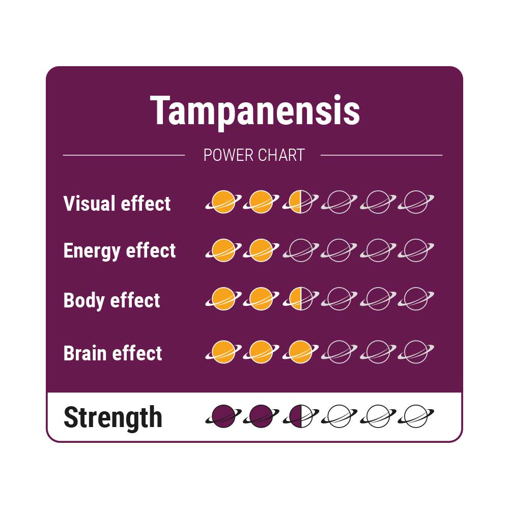 Tampanensis – Truffels